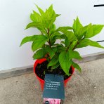 Hortenzia metlinatá (Hydrangea paniculata) ´LIVING COLOURFUL COCKTAIL´® by LIVING CREATIONS® - výška 20-30 cm, kont. C2L